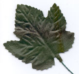 Grape Leaf