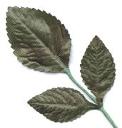 Rose Tiege Leaf